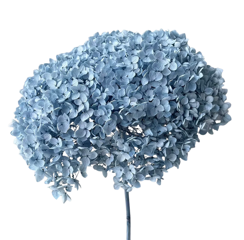 Preserved Hydrangea Stem – Real Dried Flower, Everlasting Farmhouse Decor