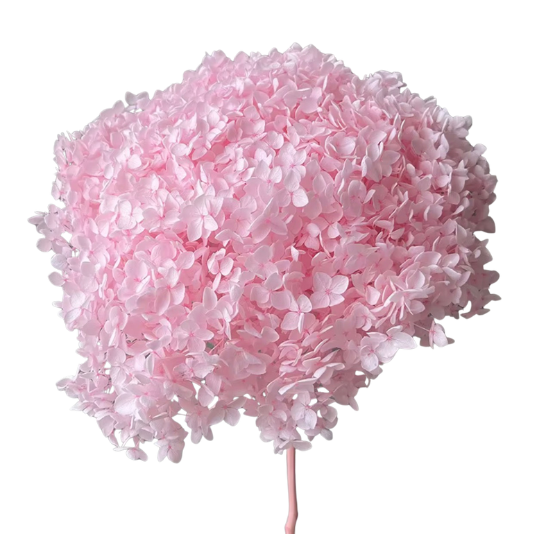 Preserved Hydrangea Stem – Real Dried Flower, Everlasting Farmhouse Decor